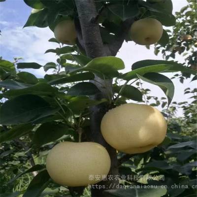 惠农农业 ***黄金梨苗 9月份成熟梨树品种杜梨嫁接