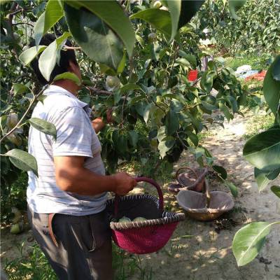 田骏苗圃出售早酥红梨树苗 品种梨树苗 现挖现卖5公分黄金梨树苗