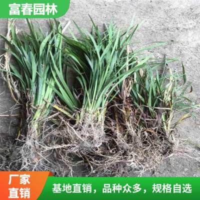 富 春园林 兰花三七质量优 基地种植 大量 别名小叶麦冬 切花材料