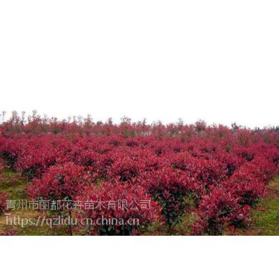 山东青州丽都花卉 红叶小檗种植基地 营养杯红叶小檗 欢迎采购