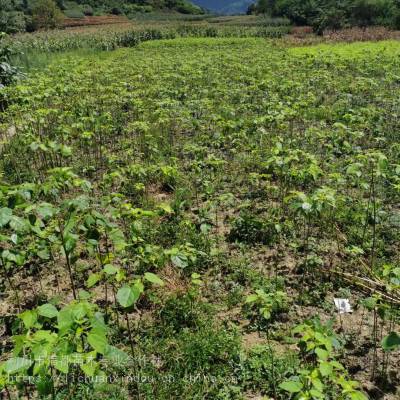 园林景观山桐子苗落叶乔木抗旱水冬瓜树苗庭荫树山桐子苗批发价格