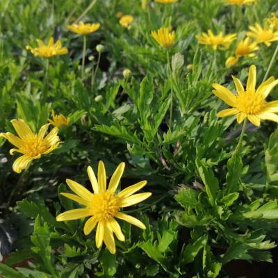 重庆木春菊批发基地 优质木春菊小苗价格 木春菊苗圃出售