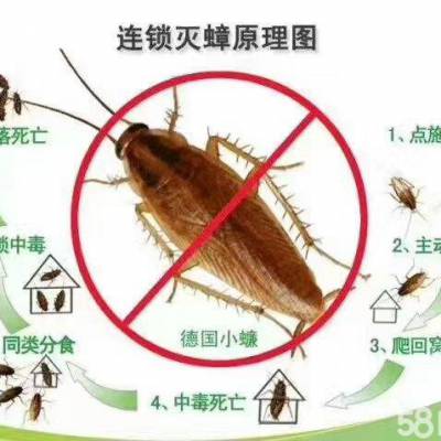 菏泽家庭住宅小区出现了蟑螂 菏泽小区蟑螂怎么处理 菏泽灭杀蟑螂的方法