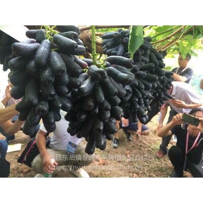 ʯѼ޽ ʯ   ޽ϱֲ