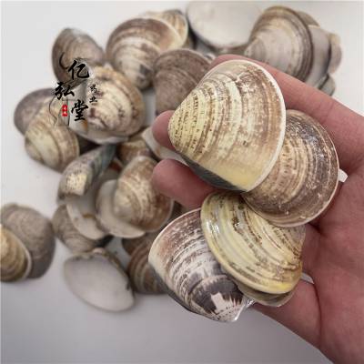 海蛤壳作用 蛤壳常年批发