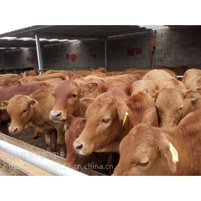 肉牛牛犊 现在小牛多少钱一头 肉牛犊出售价 西门塔尔牛养殖技术