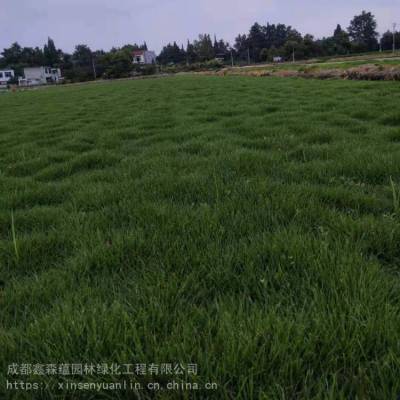 贵州西安云南大量出售台湾二号草坪基地 台湾二号草坪