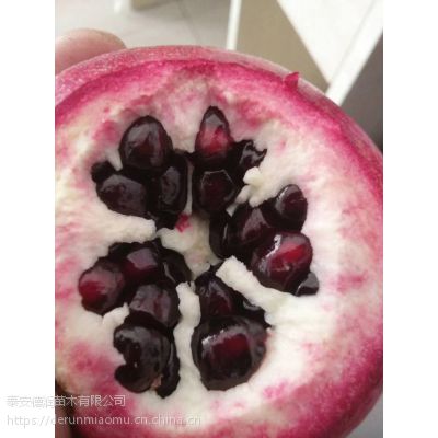 美国蓝宝石石榴苗报价 美国蓝宝石石榴苗特点
