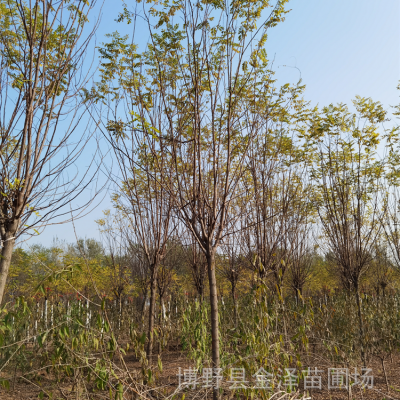 6公分香花槐 远销青海果洛 枝繁叶茂 客户现场选树