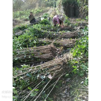 成都八月桂小苗价格，编织造型御用桂花条子，2-3公分八月桂价格