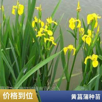 黄菖蒲苗 盆栽黄菖蒲 多年生 水生植物 湿地绿化植物