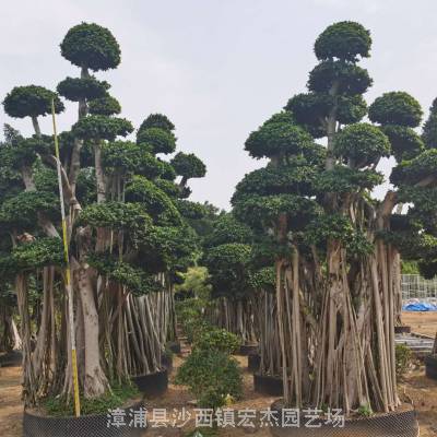 大型绿化造型小叶榕桩景5米
