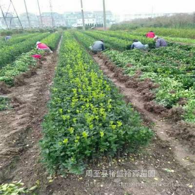 产地直销冬青树苗送货上门 冬青苗供应