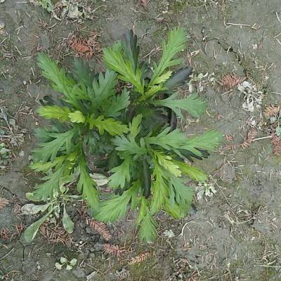 仙桃木春菊批发出售 高30-40公分木春菊杯苗 大杯木春菊基地