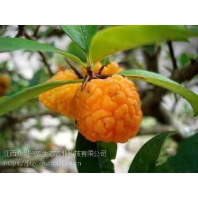 形似大脑的猴脑果批量供应猴脑果苗