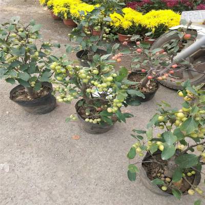 00沧州广达机械科技有限公司河北 沧县大型 小苹果 海棠果 沙果 去核