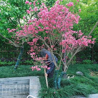 苏州花卉苗木市场 苏州花木市场 苏州苗圃花木种植基地 苏州绿化树木批发市场