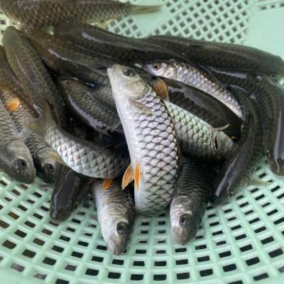 水产养殖场供应军鱼苗又名中华倒刺鲃全国可发货包邮包活