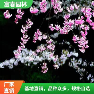 染井吉野樱 东 京樱花 花坛花镜 景区园林造景绿化