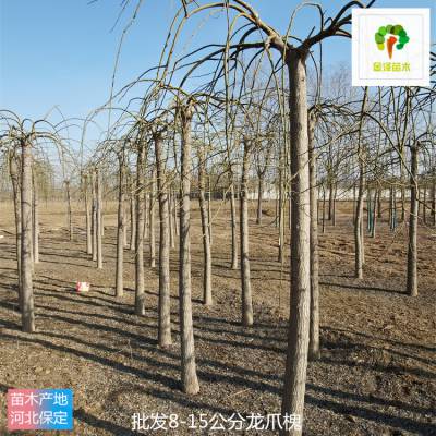 江苏龙爪槐苗木供应 12cm龙爪槐 优良树种 提供种植技术 市场供应