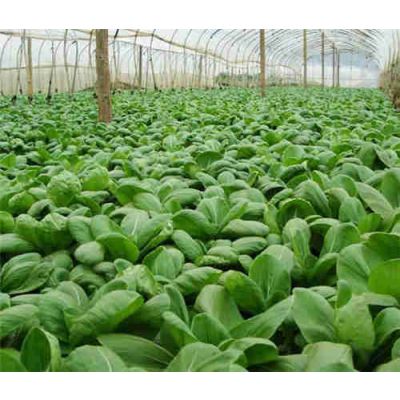 常熟市有机蔬菜供应厂家 苏州禾子生态食品供应