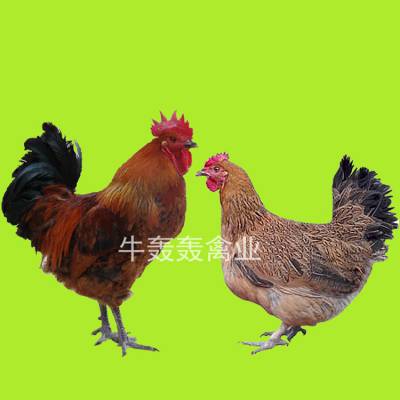 2020ռ۸ʿ鼦