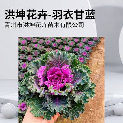 羽衣甘蓝花箱栽植花卉品种 羽衣甘蓝工程花苗 羽衣甘蓝小苗 耐寒花卉冬季