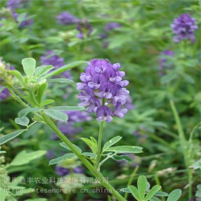 多年生耐寒草籽 长年批发紫花苜蓿种子 长期出售 益丰