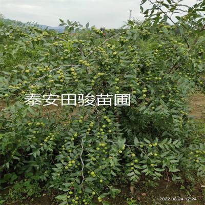 60公分高酸枣树苗 山地洼岭都适应 酸枣树苗10月份种植好 有 卖