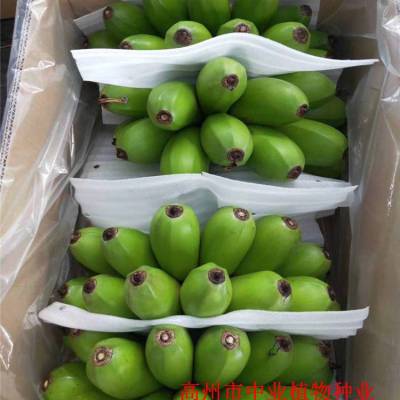 ͷӦ˹㽶㽶 糡ֱ̳㽶