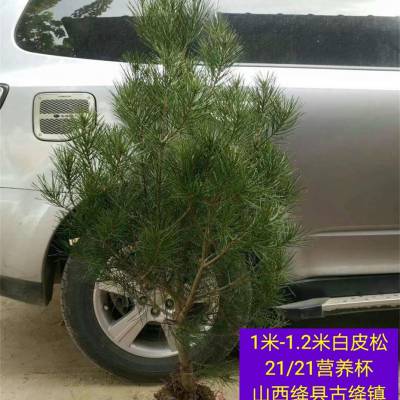Ƥɼ۸ 1/1.2/1.5/1.82װƤɹȫ ɽƤɲعӦ