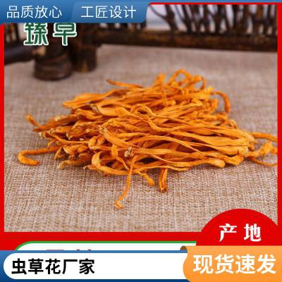 臻草北虫草金黄色虫草花厂家批发零售