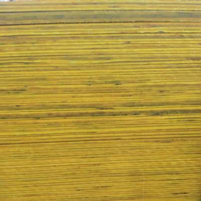定制整芯桉木松木面七层建筑胶合板 广马木业
