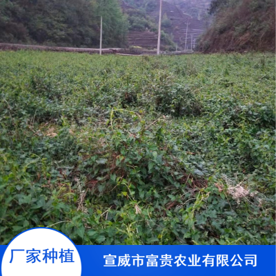 批量供应优良何首乌幼苗_抗旱能力好抗病何首乌苗