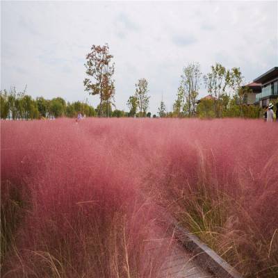 基地供应 粉黛乱子草 多年生观赏草 毛芒乱子草 庭院花卉 网红草 粉黛乱子草价格 花海景观苗木