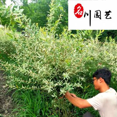 苗圃长期批发彩叶杞柳球 庭院园林观赏绿化苗木 色彩丰富好养易活 价格实惠