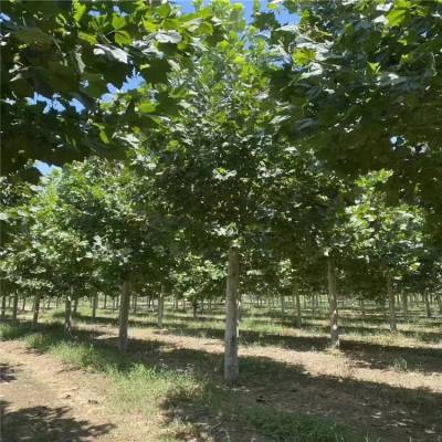 海东6-18公分法桐树苗 工程行道绿化树现挖现卖种植指导