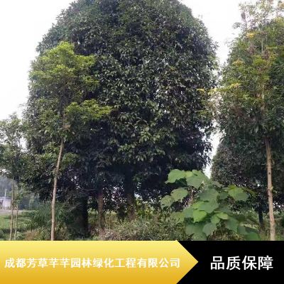 成都芳草芊芊13公分高分枝桂花_园林桂花_桂花树苗基地价格