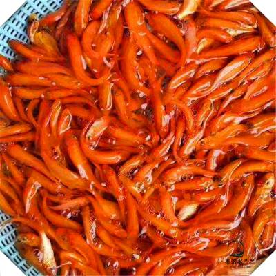 茂名求购红鲤鱼苗省料易养兴国红鲤鱼苗