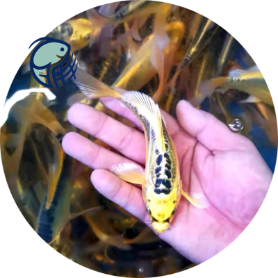  ݽ 𱨼
