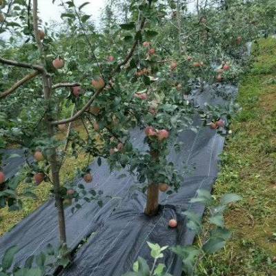 防草地布厂家 冬季果园铺设盖草布防止冻土