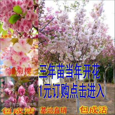 供应樱花树苗 日本樱花苗 嫁接早樱晚樱 樱花小苗 庭院绿化苗木樱桃苗