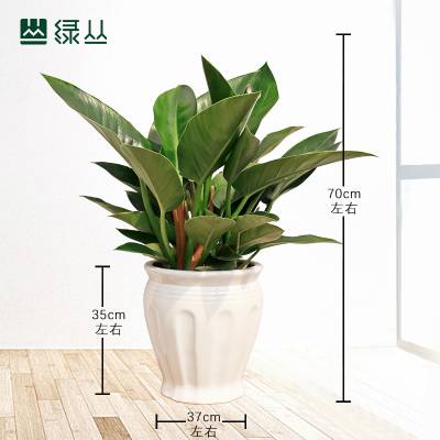 植物金钻 ***王办公环境绿化盆栽 武汉同城租摆业务 罗马盆