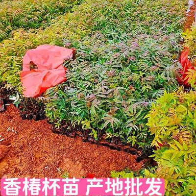 供应H60公分香椿杯苗 昊天园林红椿苗木种植基地