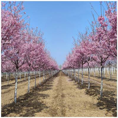 江户彼岸樱花树苗价格 日本早樱系列樱花品种 山东樱花苗木基地