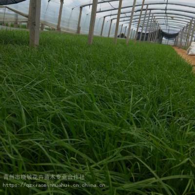 粉黛乱子草花海小苗种植基地 粉黛乱子草厂家