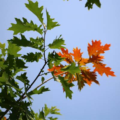 红槲栎北方红橡小区庭院公园造景行道绿化防护树