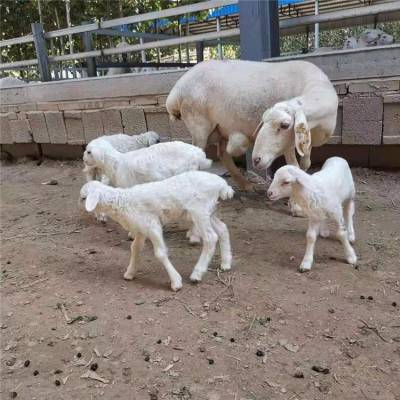 新疆阿克陶县多胎澳寒改良怀孕母羊多胎高产好饲养效益高建成养殖场