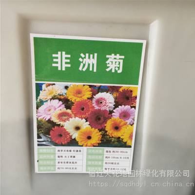 优质新菊花种子 非洲菊种子 发芽*** 价格便宜 ***