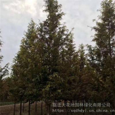 出售水衫树 池杉树 6公分7公分8公分10公分12公分金叶水杉 落羽杉